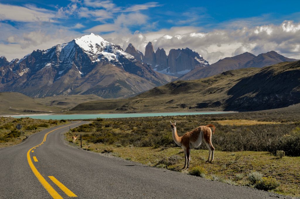 O que fazer no Chile em 7 dias: guanaco-lama-guanicoe-no-parque-nacional-torres-del-paine